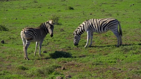 Zebras standing in grass Stock Footage 108491929