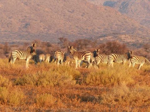 Zebras standing on a grassy plain in Namibia Foto stock