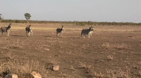 Zebras standing in open landscape Stock Footage 8572166