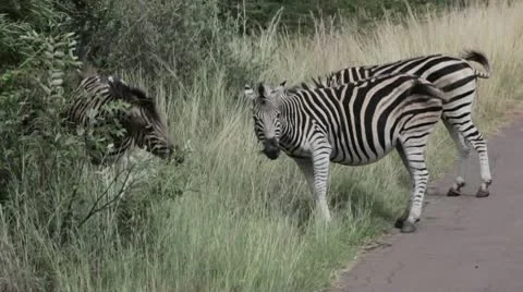 Zebras Standing on the Road Stock-Footage 10562643