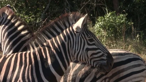 Zebras standing still in sun Video stock 84744191