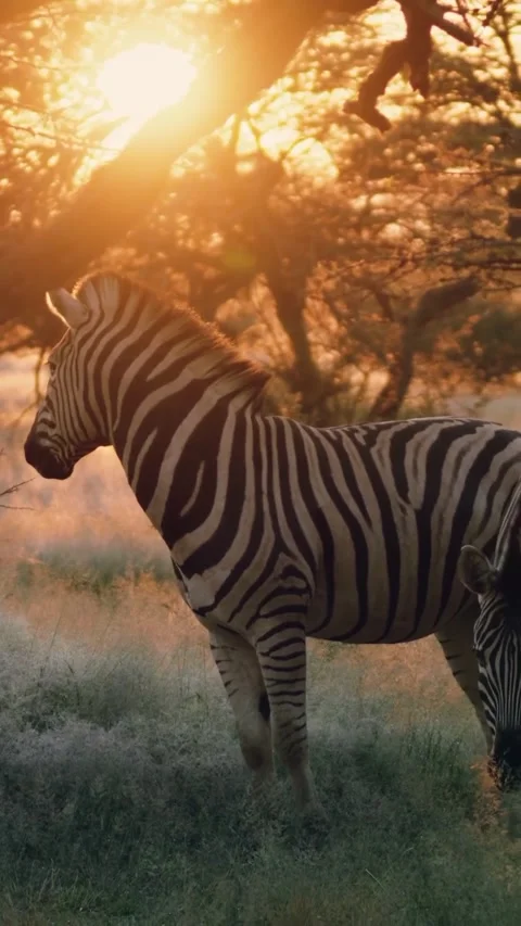Zebras standing still at sunset 库存影片 330048844