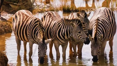 Zebras Standing Together Stock Footage 323141387