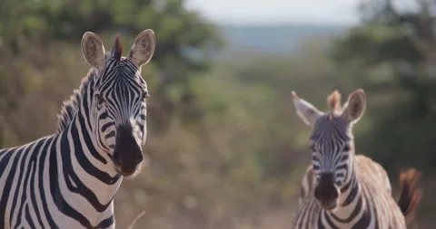Zebras standing while facing camera in savannah in afternoon Vídeo Stock 314788144