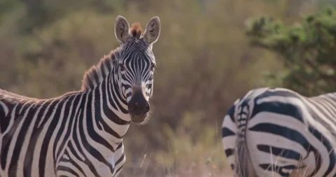 Zebras standing while facing camera in savannah in afternoon Stock Footage 314789021