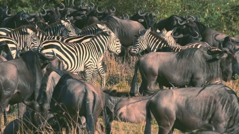 Zebras starring each other inside wildebeest crowd in Maasai Mara Stock Footage 98569614