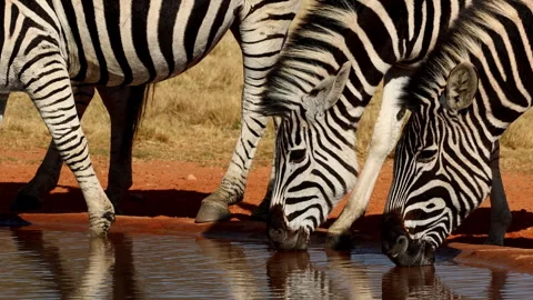 Zebras with striking patterns head down drinking water at waterhole 動画素材 345104399