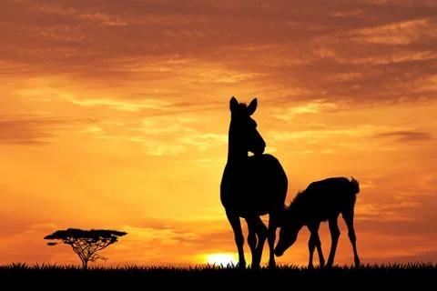 Zebras at sunset Stock Illustration