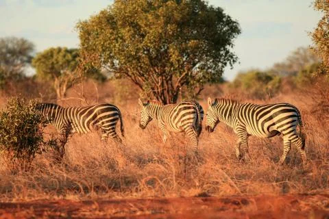 Zebras at sunset Foto stock