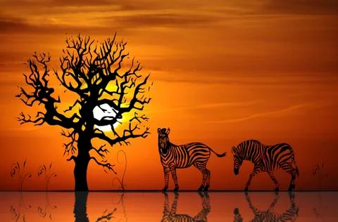 Zebras, sunset, reflection, illustration Stock Illustration