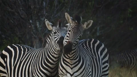 Zebras together Видео 261379882