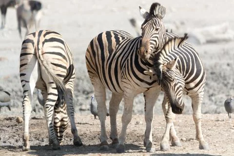 Zebras in touch Stock Photos