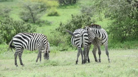 Zebras touching and hugging Stock Footage