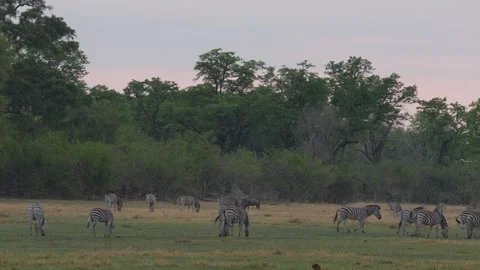 Zebras in twilight night, dark in forest meadow. Meadow field with zebra, Okavag Stock-Footage 260321066