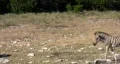 Zebras two young walking by HD HD Footage