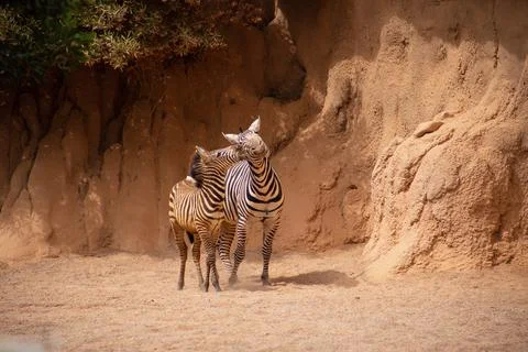 Zebras, two zebras are playing Stock Photos