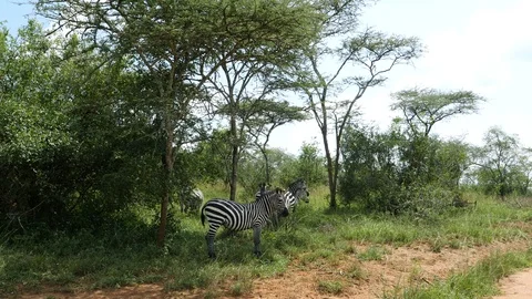 Zebras, Uganda Stock-Footage 100449298