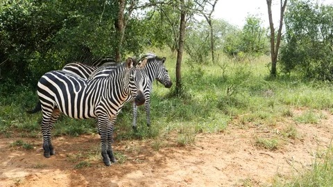 Zebras, Uganda Stock-Footage 100449810