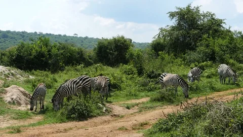 Zebras, Uganda Stock-Footage 100449852