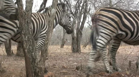 Zebras walk past camera 库存影片 302139