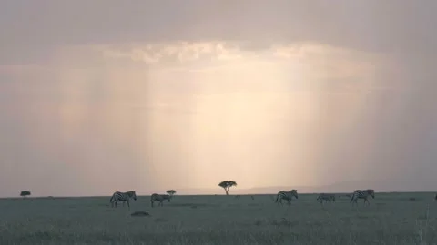 Zebras walk in single file line across the savanna during sunset, wide shot. Stock Footage 156470285