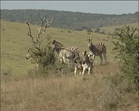 Zebras walking and playing around. Stock Footage 11625239