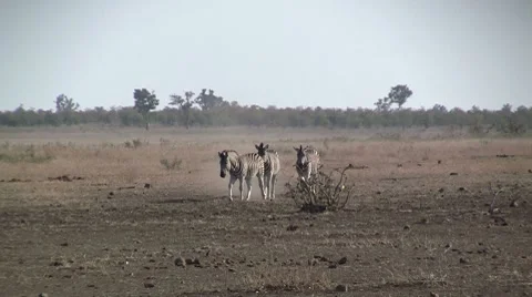 Zebras walking to camera Stock Footage 8572186