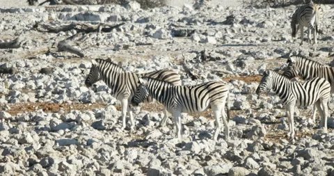 Zebras walking in the desert Stock-Footage 112255013