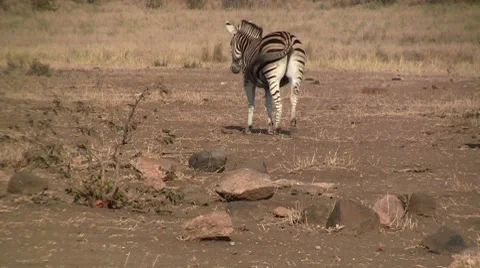 Zebras walking by Stock Footage 8572177