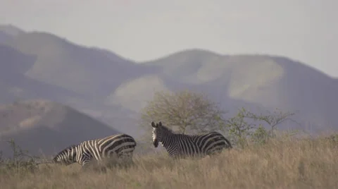 Zebras walking  Stock Footage 33530357