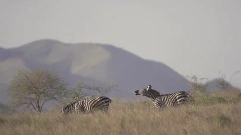 Zebras walking Stock Footage 33530600