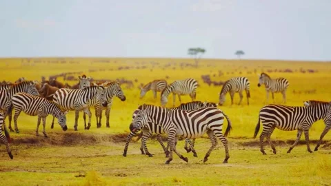 Zebras walking forward during migration of wildebeest and zebra Stock Footage 288010053