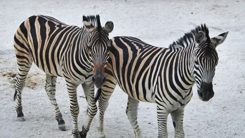 Zebras walking gracefully side by side, striped pattern highlighted by bright Stock Footage 306031472