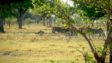 Zebras Walking Okavango Delta Botswana Stock Footage 135280396