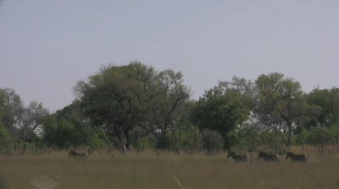 Zebras walking in okavango 库存影片 302157