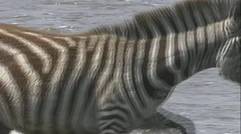Zebras walking past large crocodile in Mara river Stock Footage