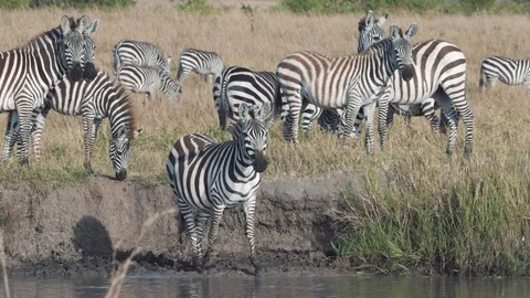 Zebras walking into river for drinking water in evening, Maasai Mara Stock Footage 115924323