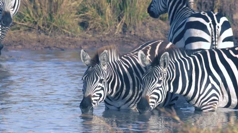 Zebras walking into river for drinking water in evening, Maasai Mara Stock Footage 115924606