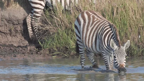 Zebras walking into river for drinking water in evening, Maasai Mara Stock Footage 115924940