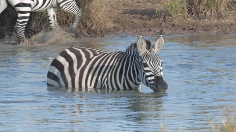 Zebras walking into river for drinking water in evening, Maasai Mara Stock Footage 115924976