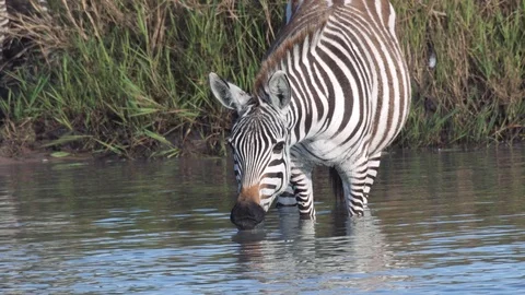 Zebras walking into river for drinking water in evening, Maasai Mara Stock Footage 115924987