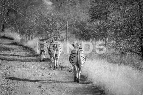 Zebras walking on the road in a single file. Stock Photos