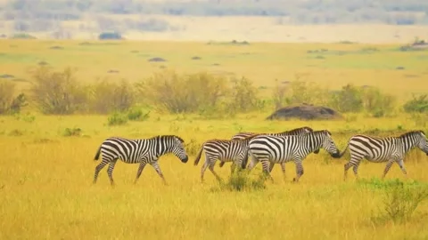 Zebras Walking in Savannah Stock Footage 323139650