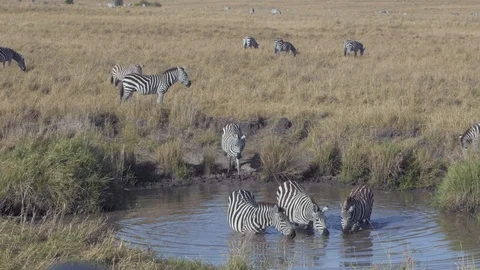 Zebras walking into small river for drinking water in Maasai Mara Stock Footage 115924316