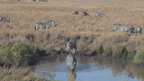 Zebras walking into small river for drinking water in Maasai Mara Stock Footage 115924391