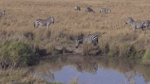 Zebras walking into small river for drinking water in Maasai Mara Stock Footage 115924762
