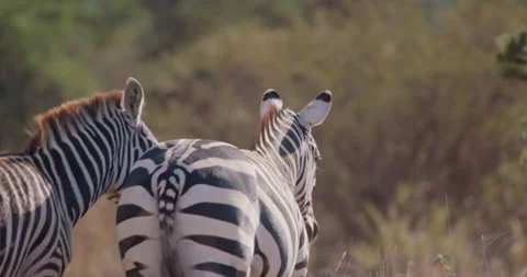 Zebras walking while facing camera in savannah in afternoon Video stock 314789189