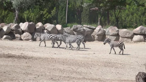 Zebra's Walking at Zoo 스톡 동영상 167100902