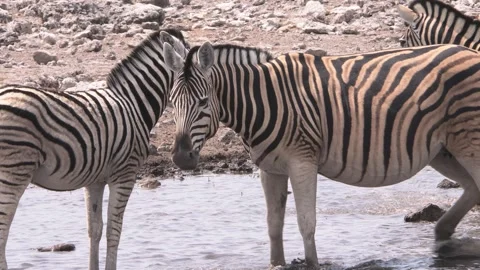 Zebra's in a waterhole Stock Footage 297457353
