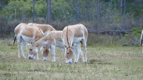 Zebras in wild Stock Footage 24466208